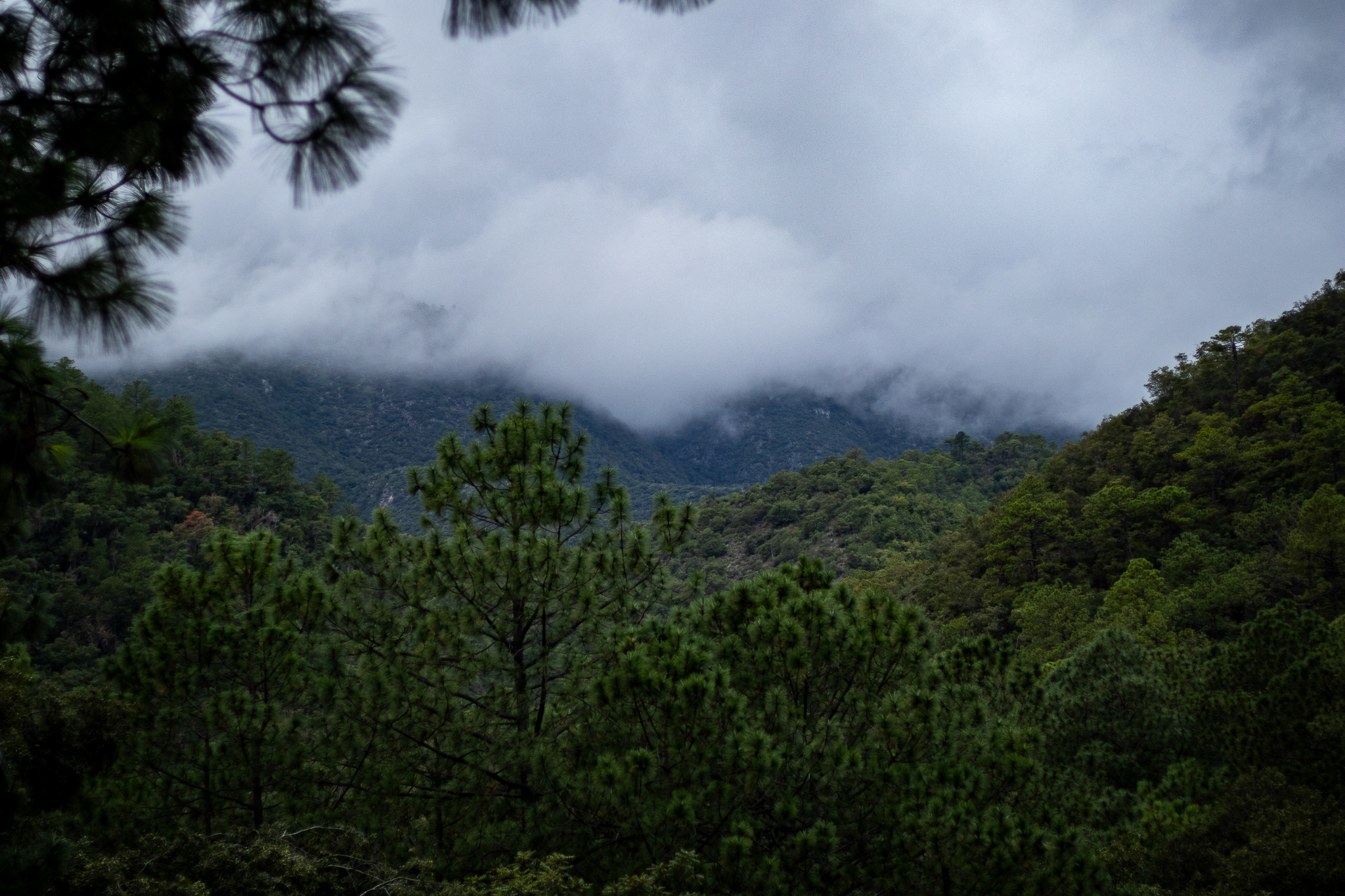 Bosque envuelto en niebla al amanecer